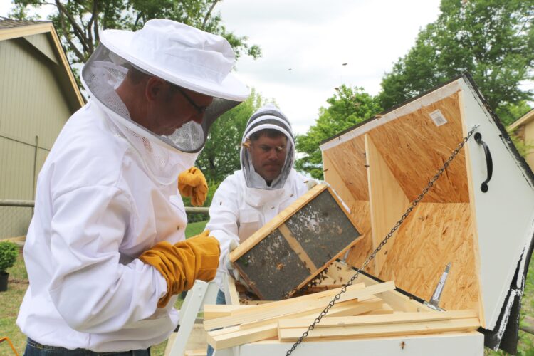 Guide to Beekeeping: Follow the Bees' Rules